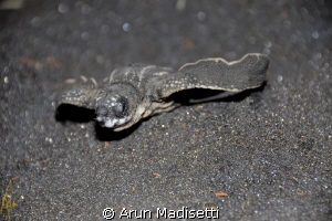Leatherback hatchling departing for the big adventure. by Arun Madisetti 